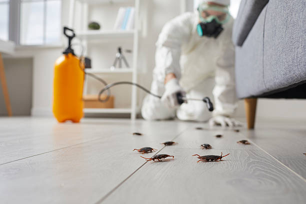 Commercial Kitchen Cockroach Control in North Edwards